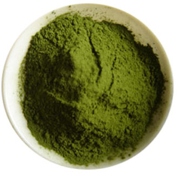 Wheat Grass Juice Powder/Extract