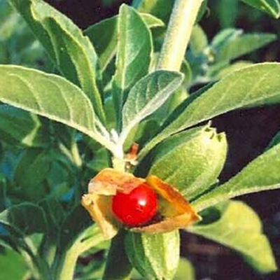 Ashwagandha extract