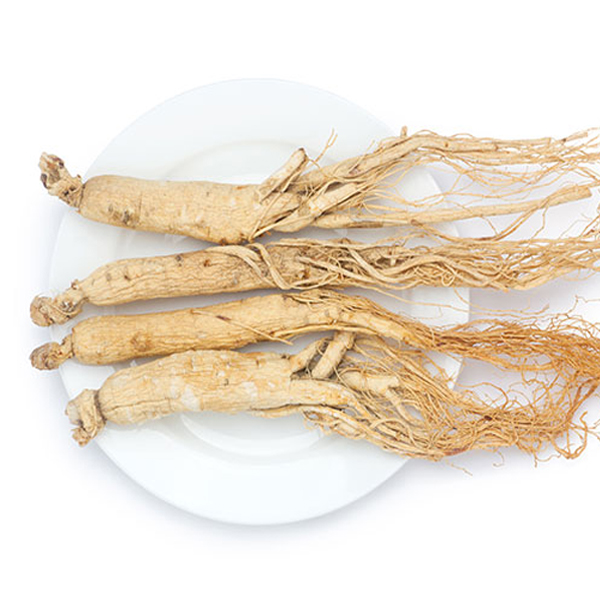 Panax ginseng